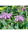 Квітуча монарда для бджіл і метеликів